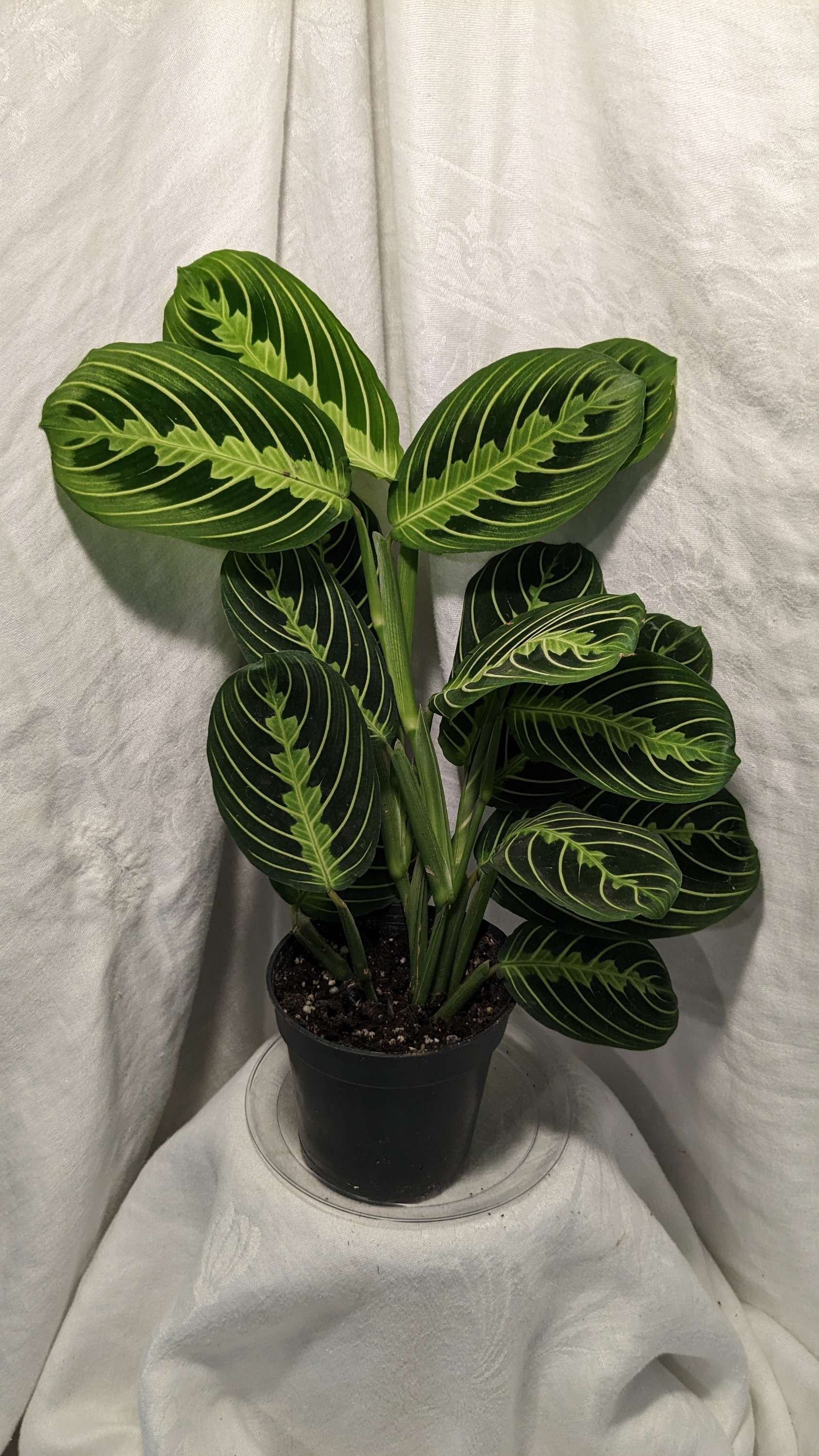 Lemon Lime Maranta