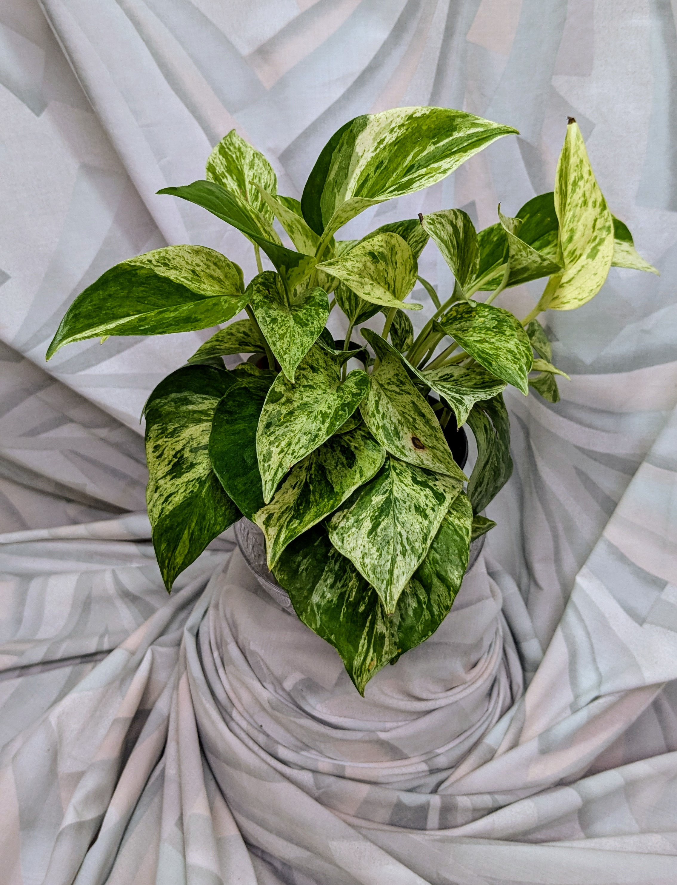 Marble Queen Pothos