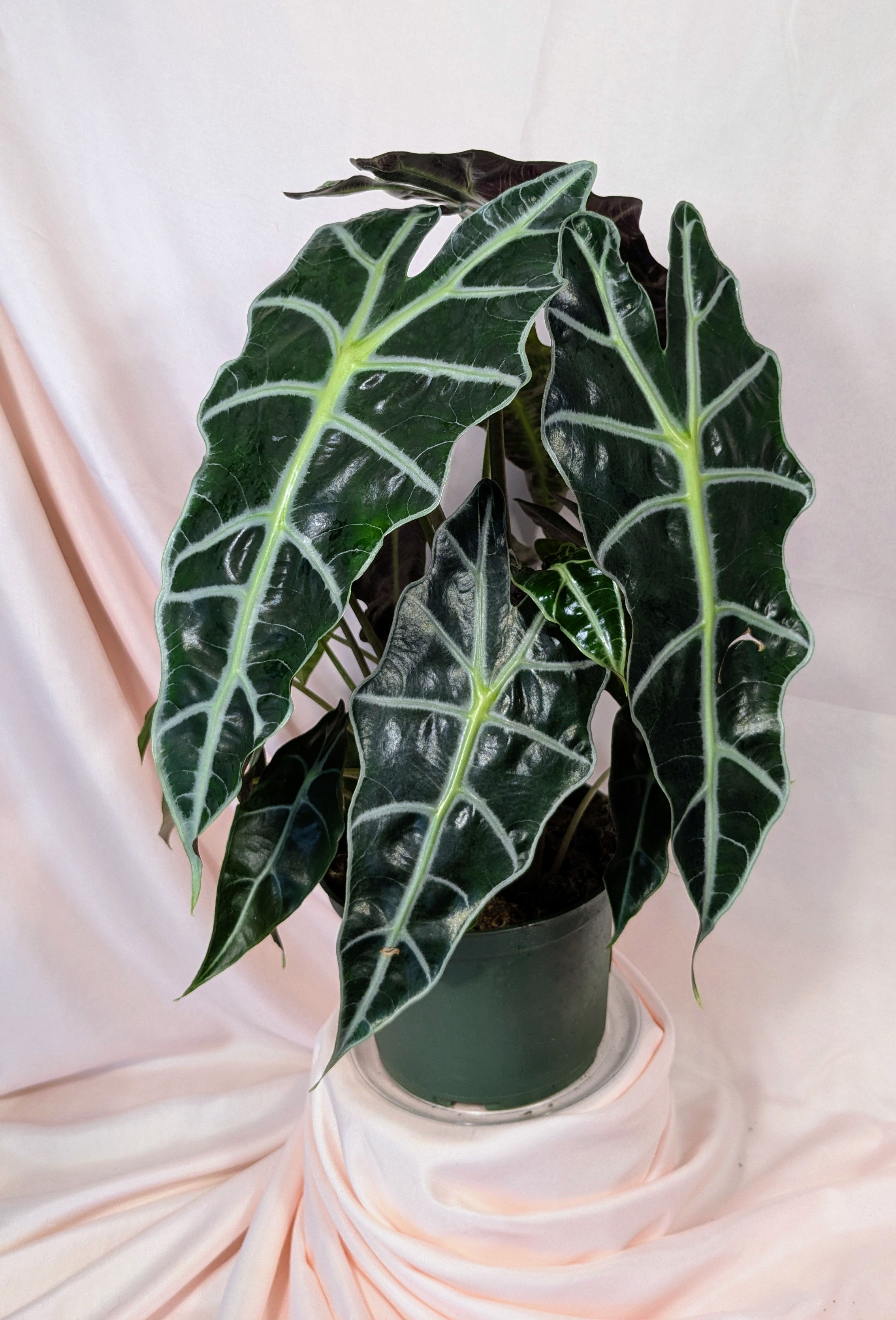 Alocasia Amazonica (4-In nursery pot)