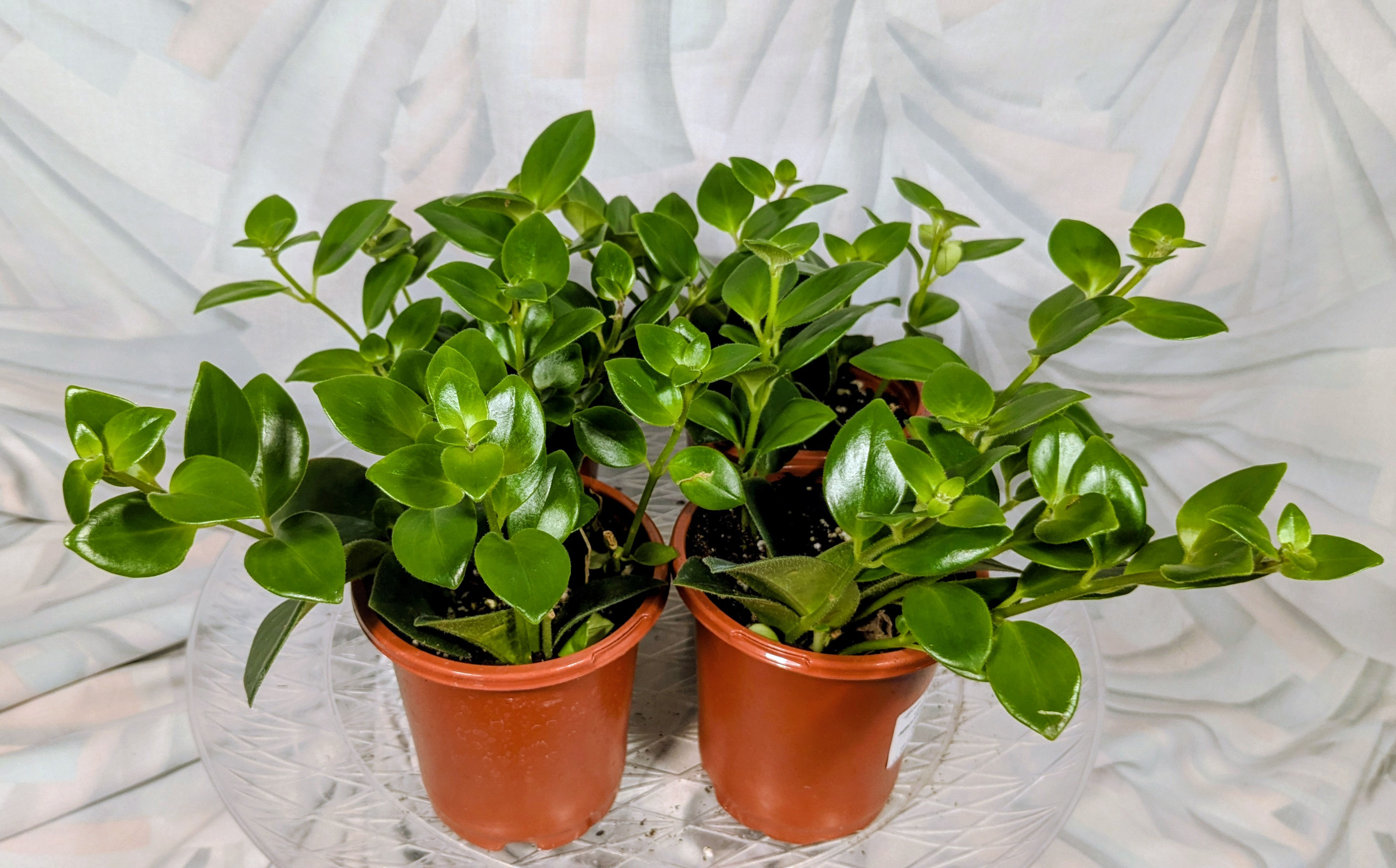 Lipstick Plant 'Mona Lisa'