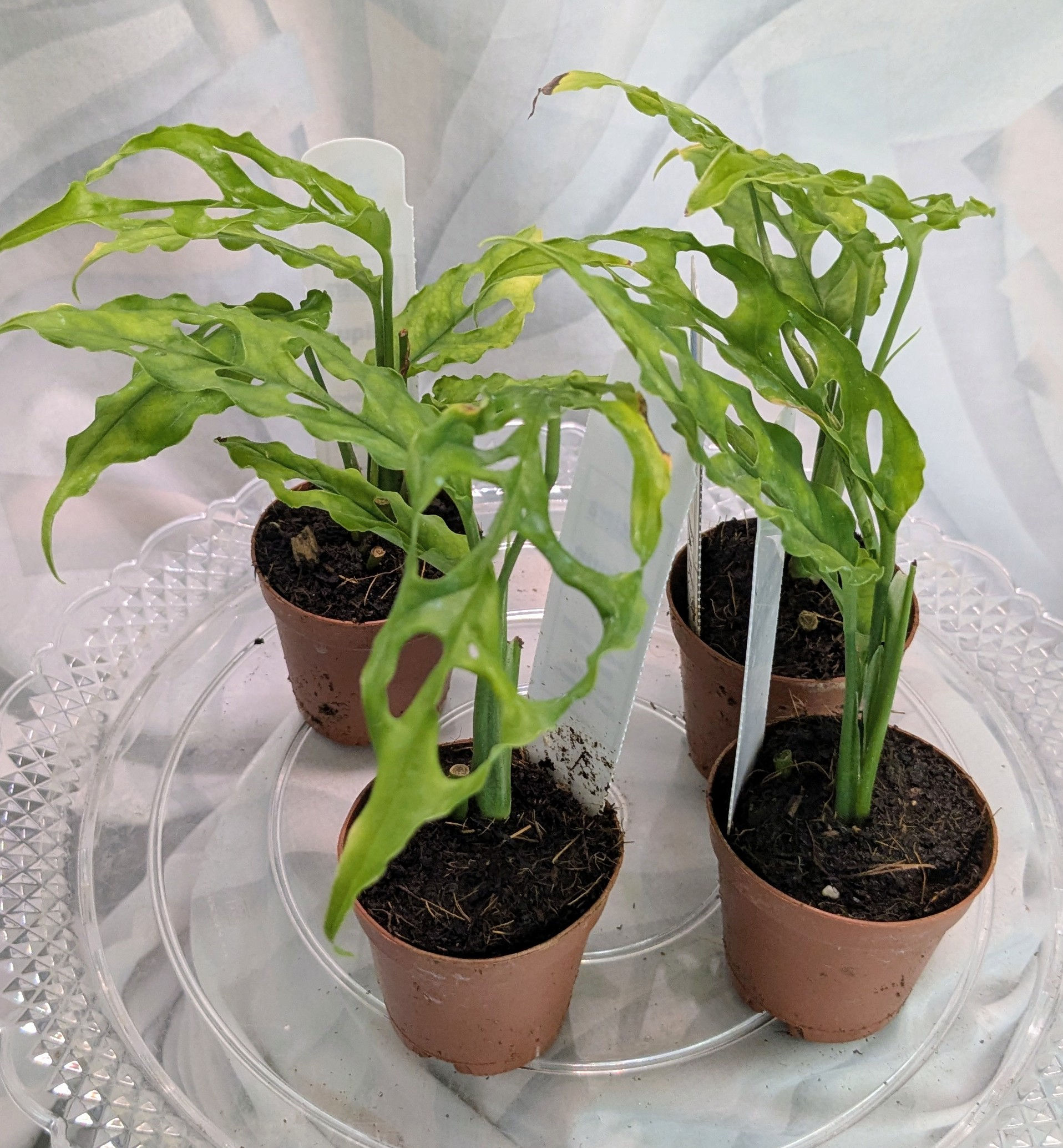 Monstera oblique (2-in pot rooted cutting)