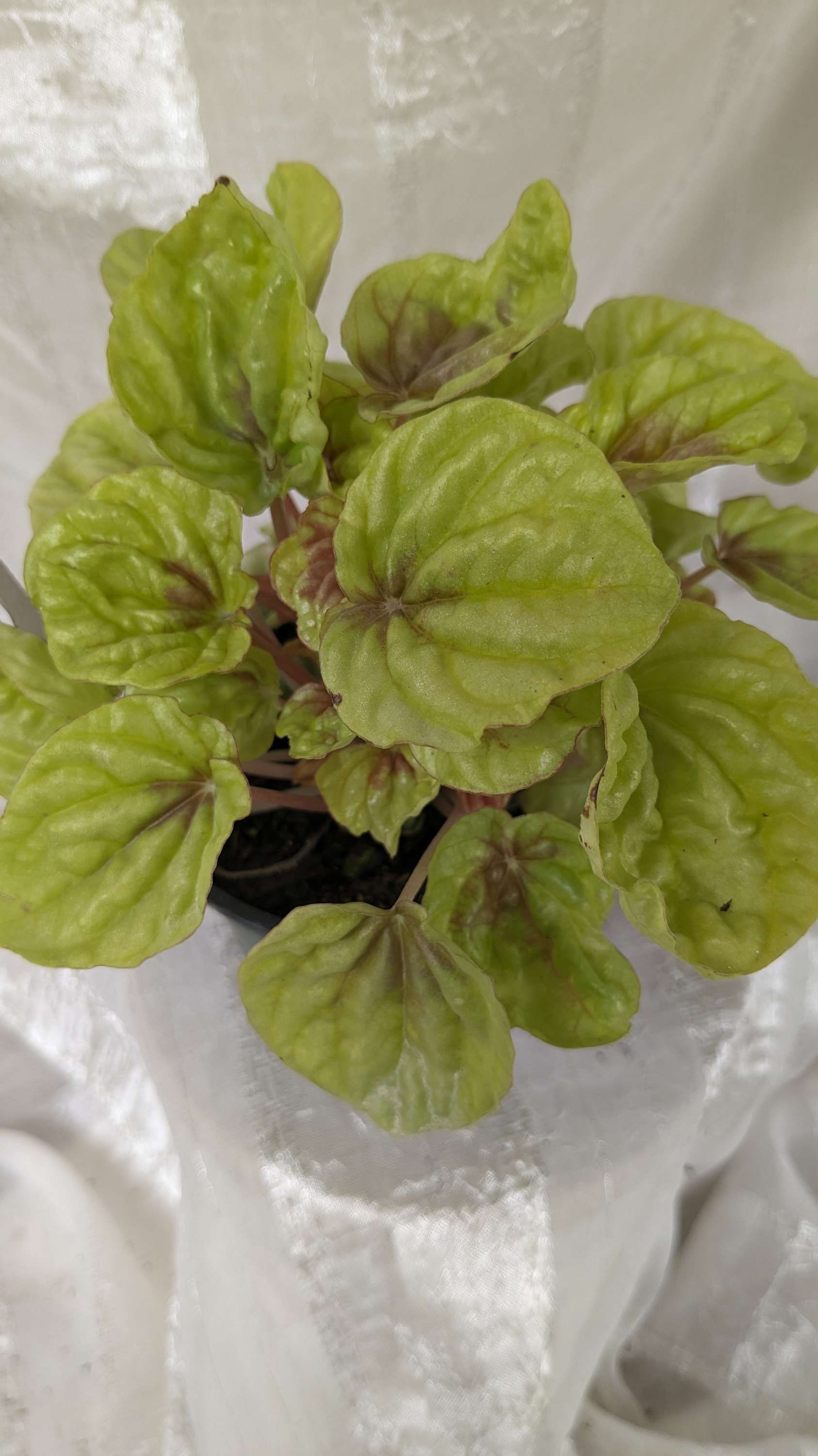 Peperomia Quito