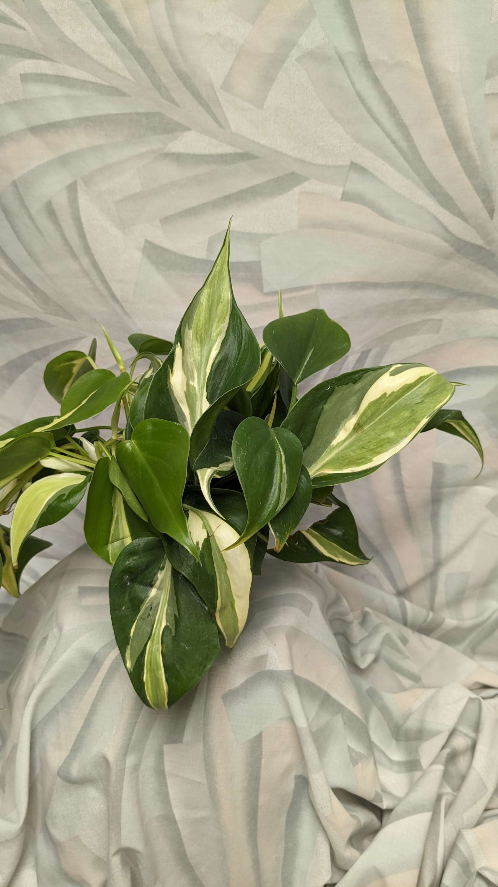 Philodendron Silver Stripe