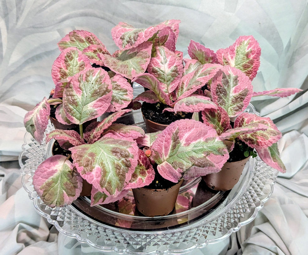 Pink Flame Violets (2-In pot)