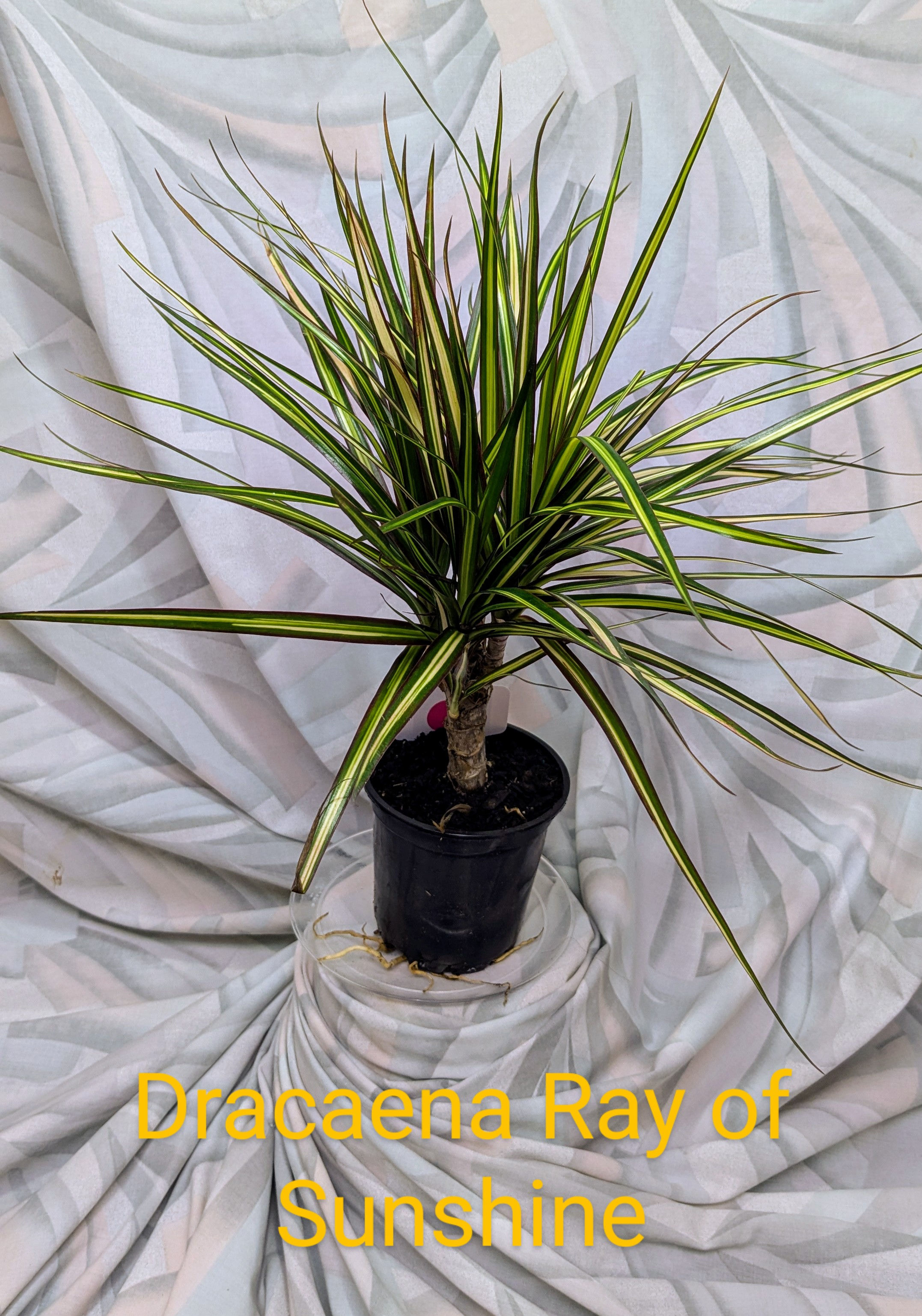 Dracaena Ray of Sunshine