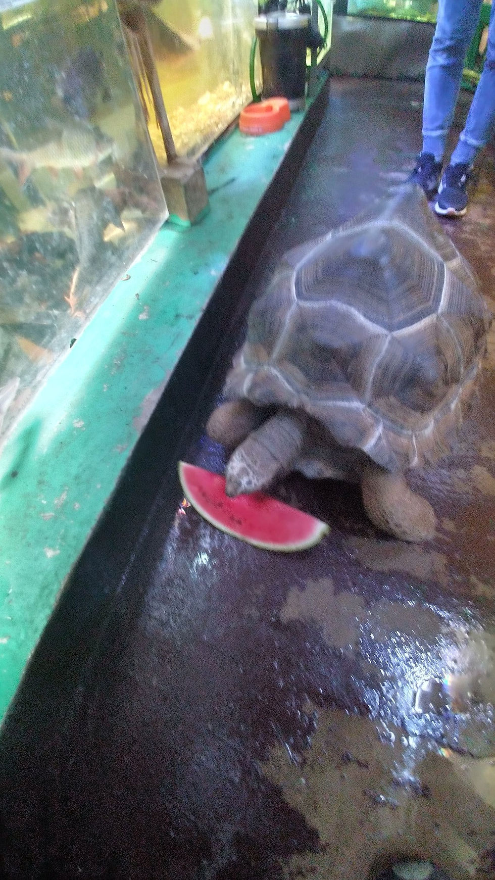 アルダブラゾウガメ