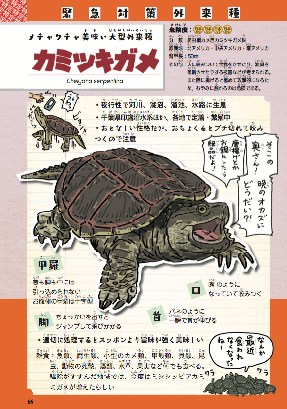 コラボ企画 外来いきもの図鑑 コラボ企画 外来いきもの図鑑