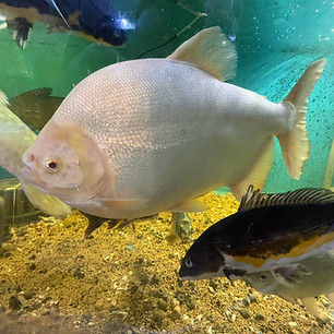 LINE_ALBUM_良い写真撮れたら生き物アルバム_261021_7.jpg