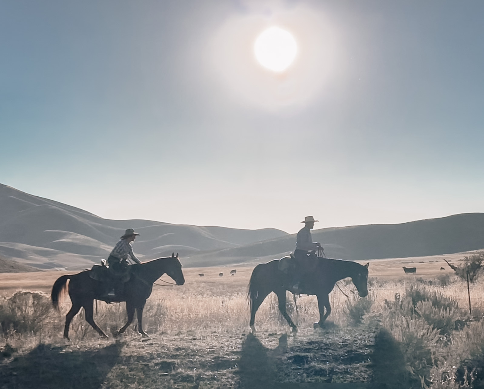 Weeks Ranch Family Cattle Ranch | Hawkes Ranch