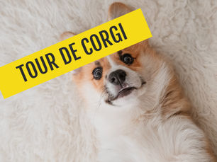 CORGI DOG LAYING DOWN 