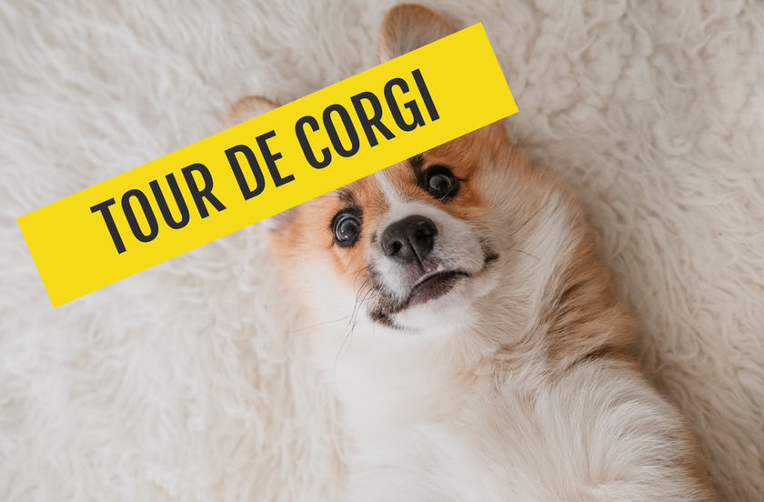 CORGI DOG LAYING DOWN