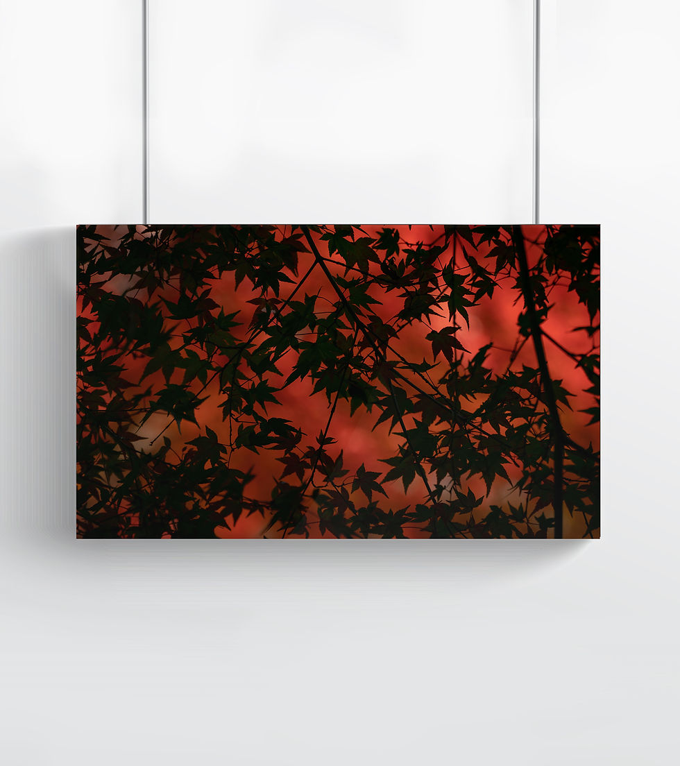 RED ACER