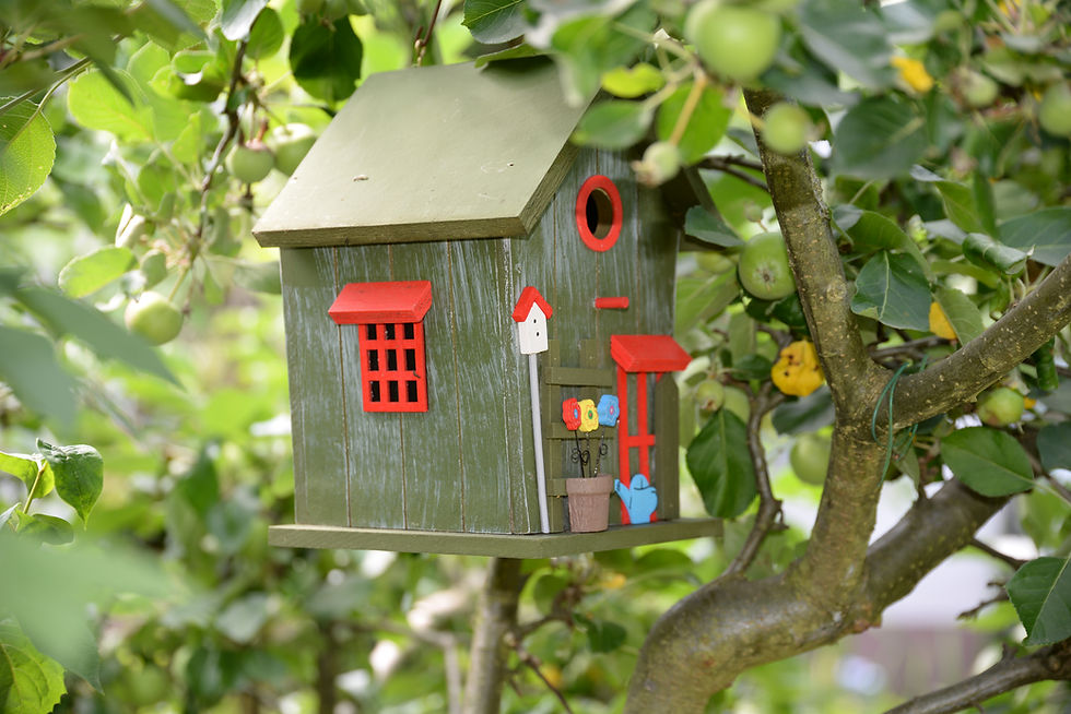 Bird-Nesting: Can It Work for Your Family After Divorce?