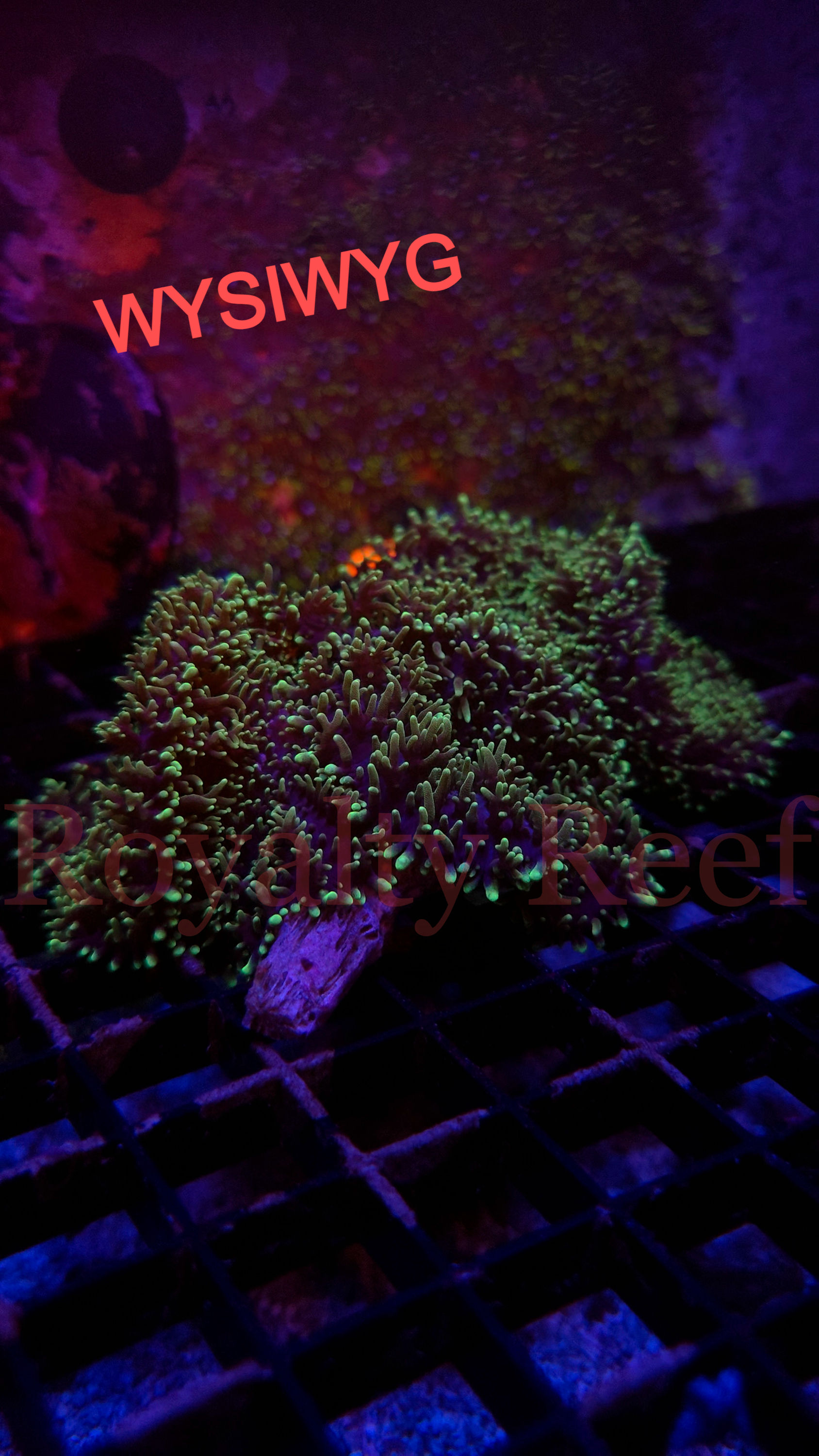 Hairy Mushroom Rock
