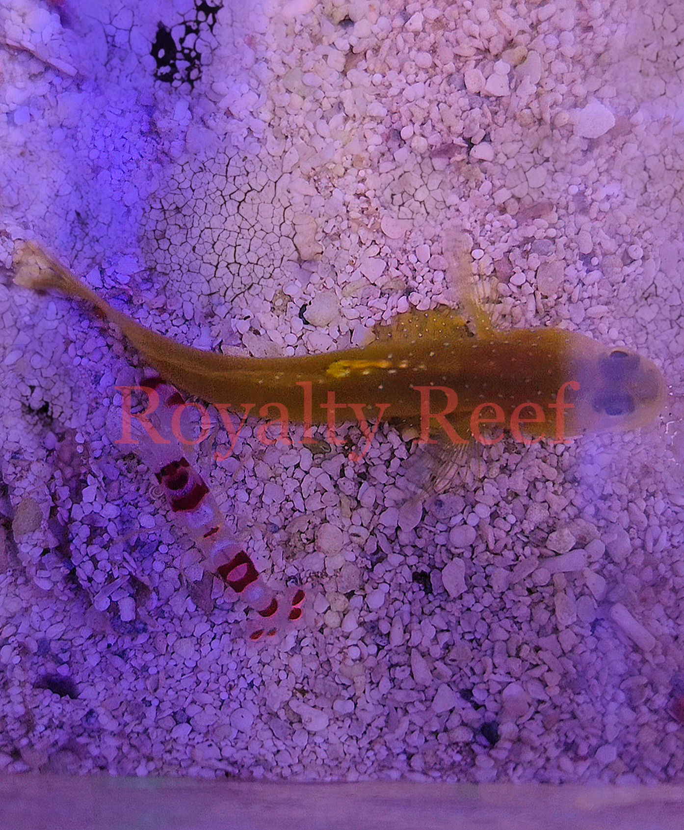 Yellow Watchman Goby & Candy Cane Pistol Shrimp