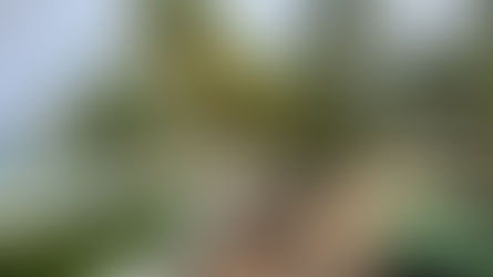 Our Visit: Half Moon Jamaica