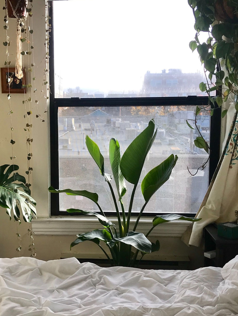 Bird of Paradise plant indoor