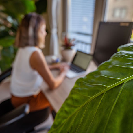 Welcome to Care-less Plants!