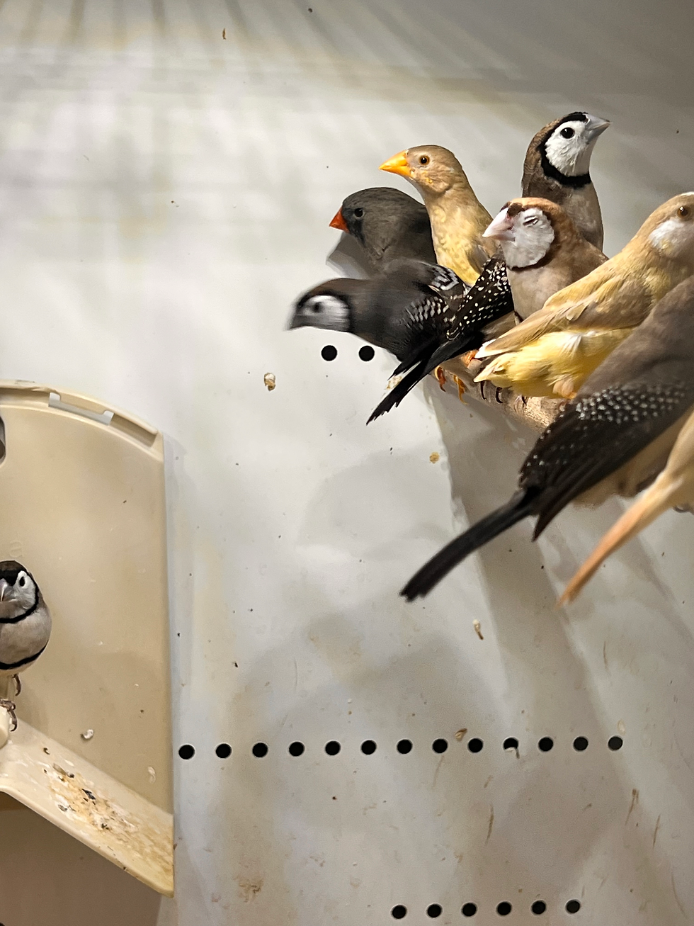 Miniatura: Owl Finch 