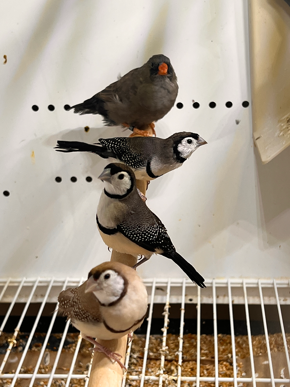 Miniatura: Owl Finch 