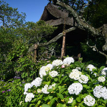 北鎌倉･東慶寺の紫陽花
