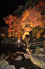 紅葉ライトアップ〜鎌倉・長谷寺で。星野知子撮影