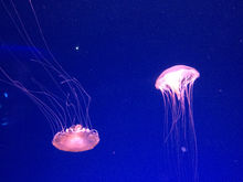 発光するクラゲ〜新江ノ島水族館。星野知子撮影