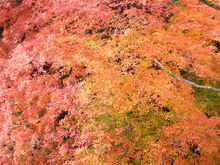 全山紅葉〜箱根・宮ノ下で。星野知子撮影