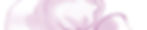 Blume_RGB_300dpi_edited.jpg