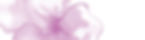 Blume_RGB_300dpi_edited.jpg