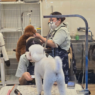 אשה מספרת כלב פודל לבן