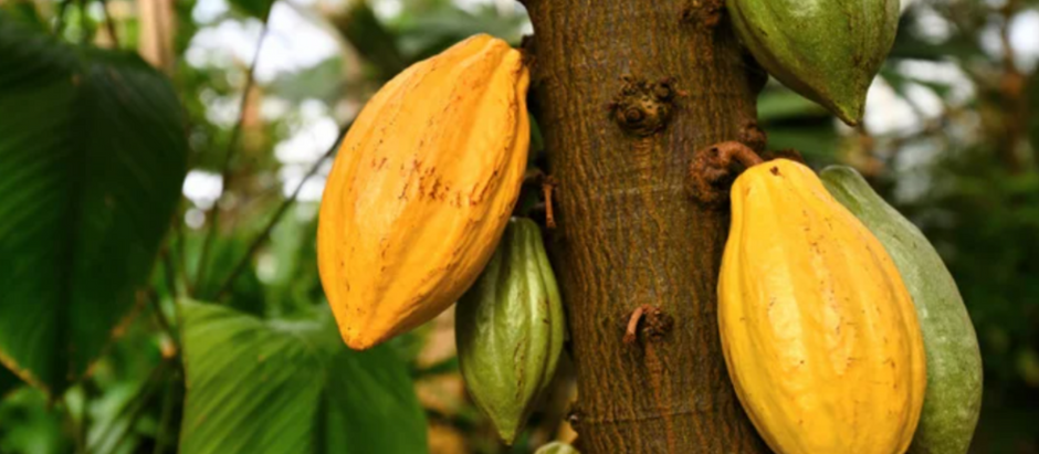 Cacao's physical characteristics reveal its spiritual potential