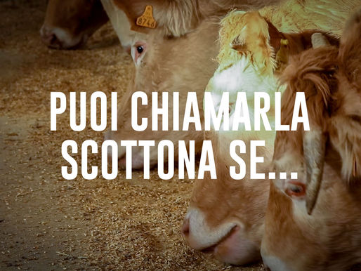 Puoi chiamarla scottona se...