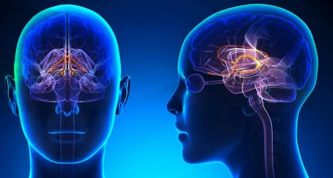 Il sistema limbico del cervello umano