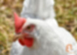frango
