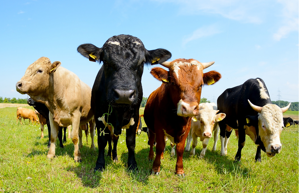 cows grazing in a field