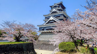 熊本でおすすめのTikTok運用代行会社8選