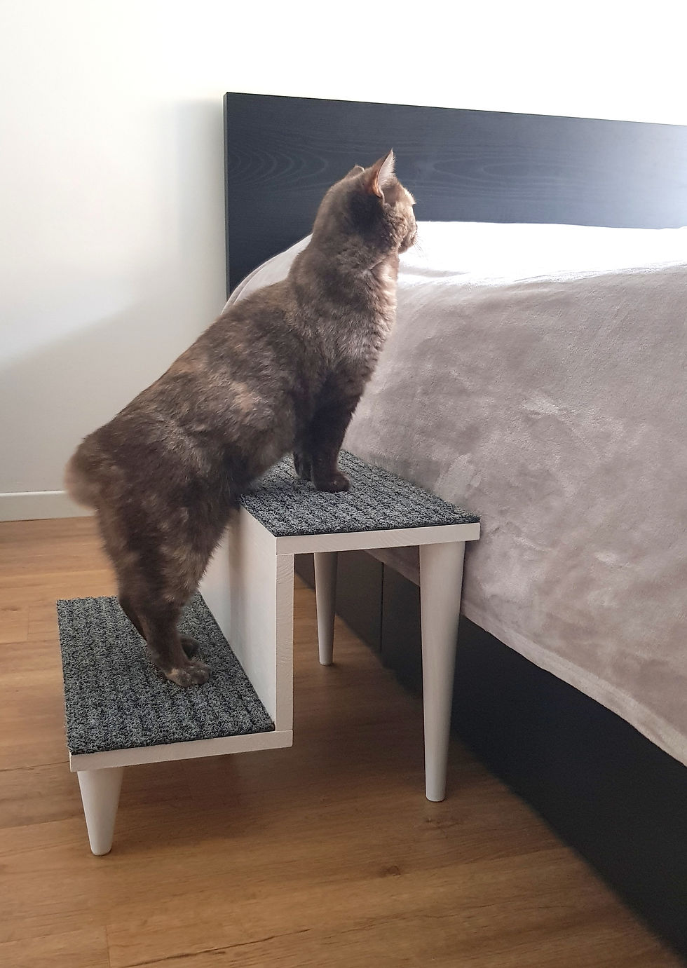 Thumbnail: pet steps
