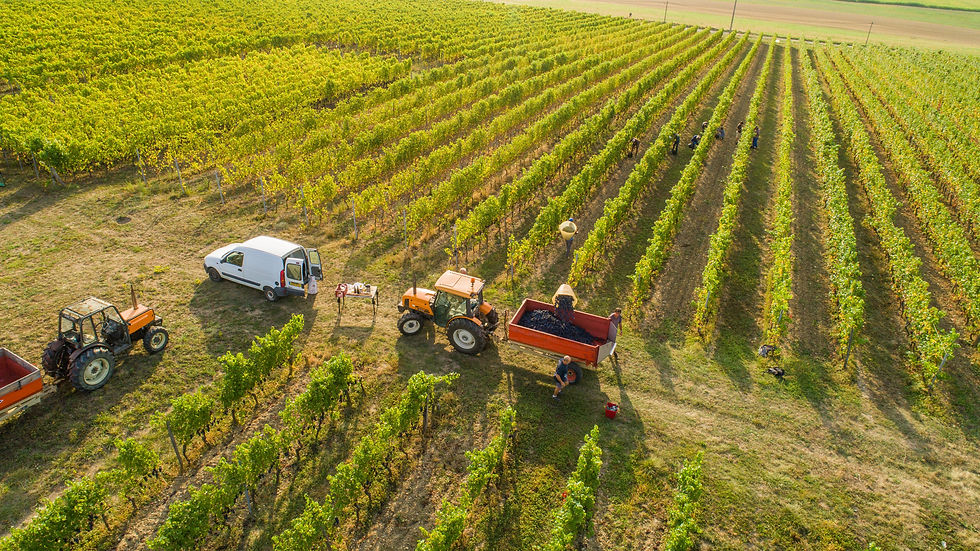 GEX-Automne-64-Vendanges-2018_014.jpg