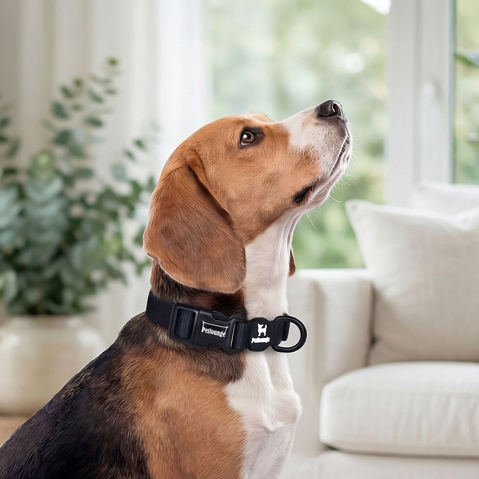 Miniatura: Collar Perro -  Negro - Easy Glam
