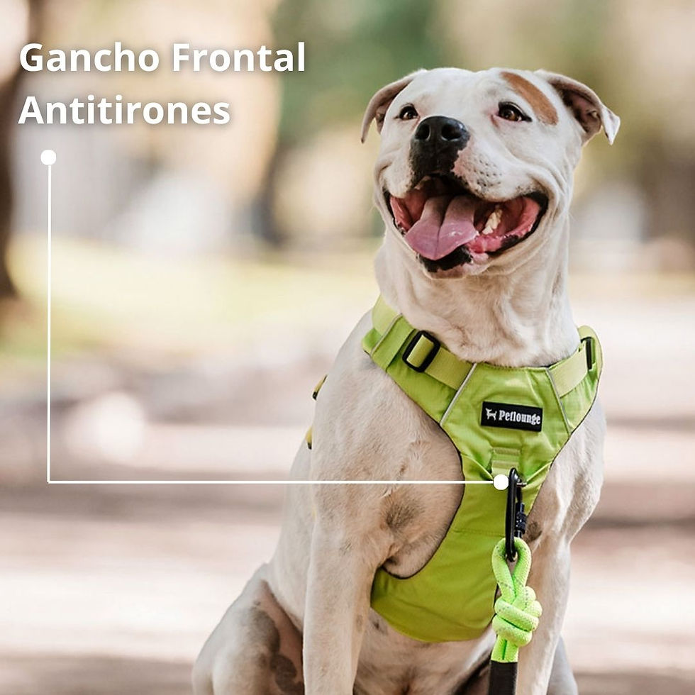 Miniatura: Arnés Outdoor para Perros - Verde