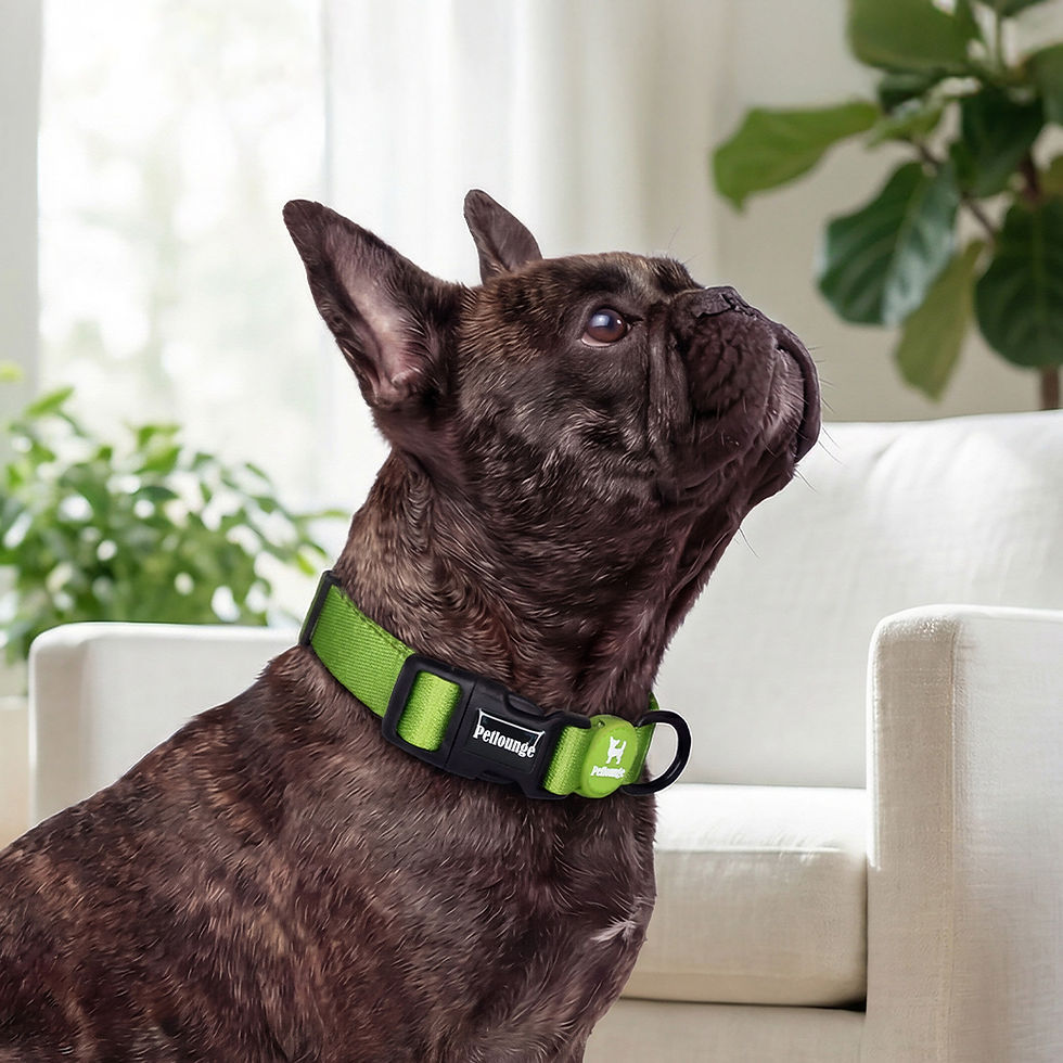 Miniatura: Collar Perro -  Verde - Easy Glam