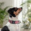 Miniatura: Collar Perro -  Rosado - Easy Glam