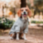 Miniatura: Chaleco Sweater Perro y Gato - Gris