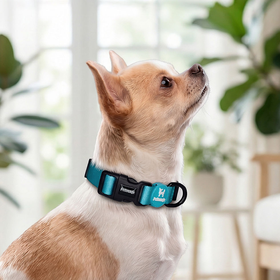 Miniatura: Collar Perro -  Turquesa - Easy Glam