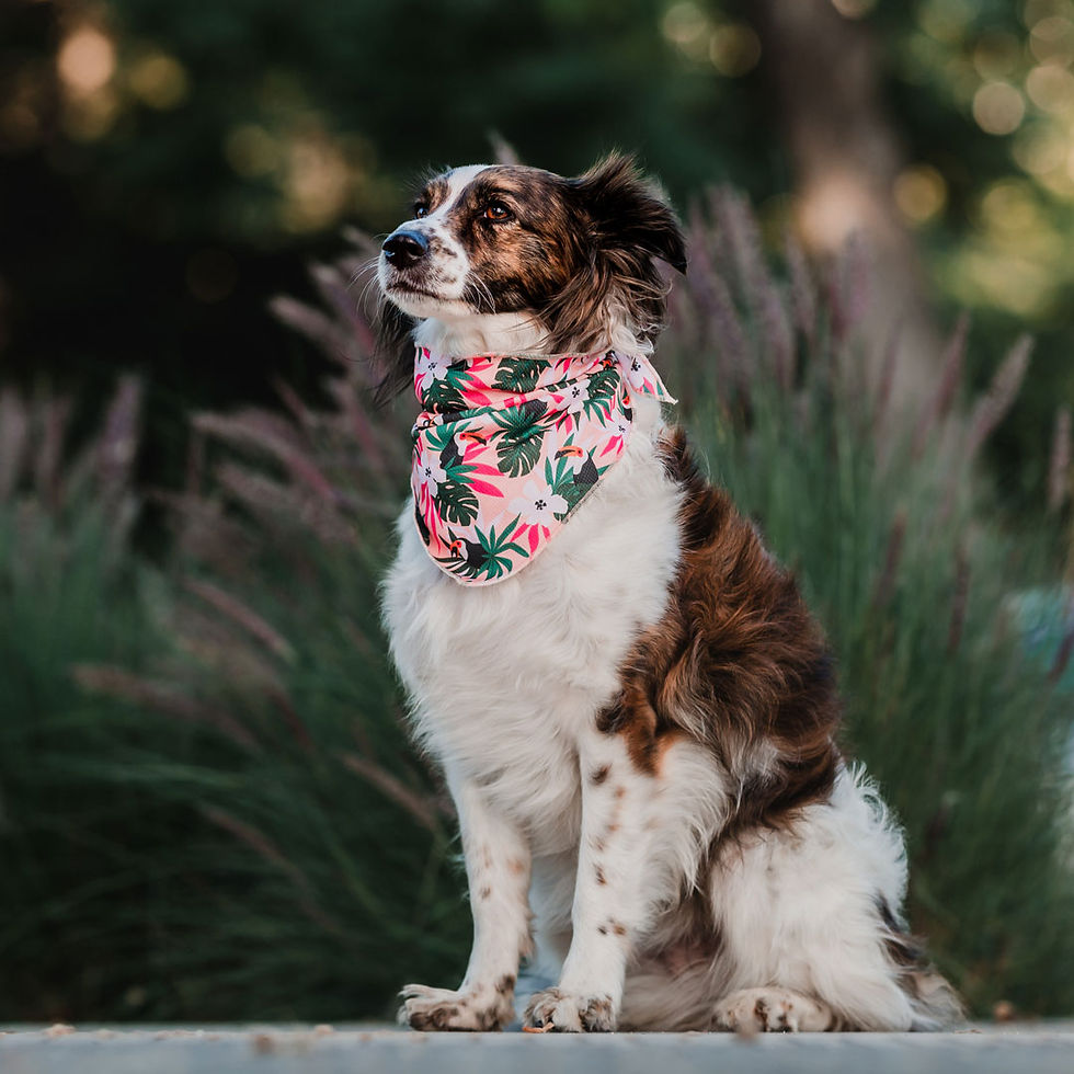 Miniatura: Bandana -  Pink Toucans