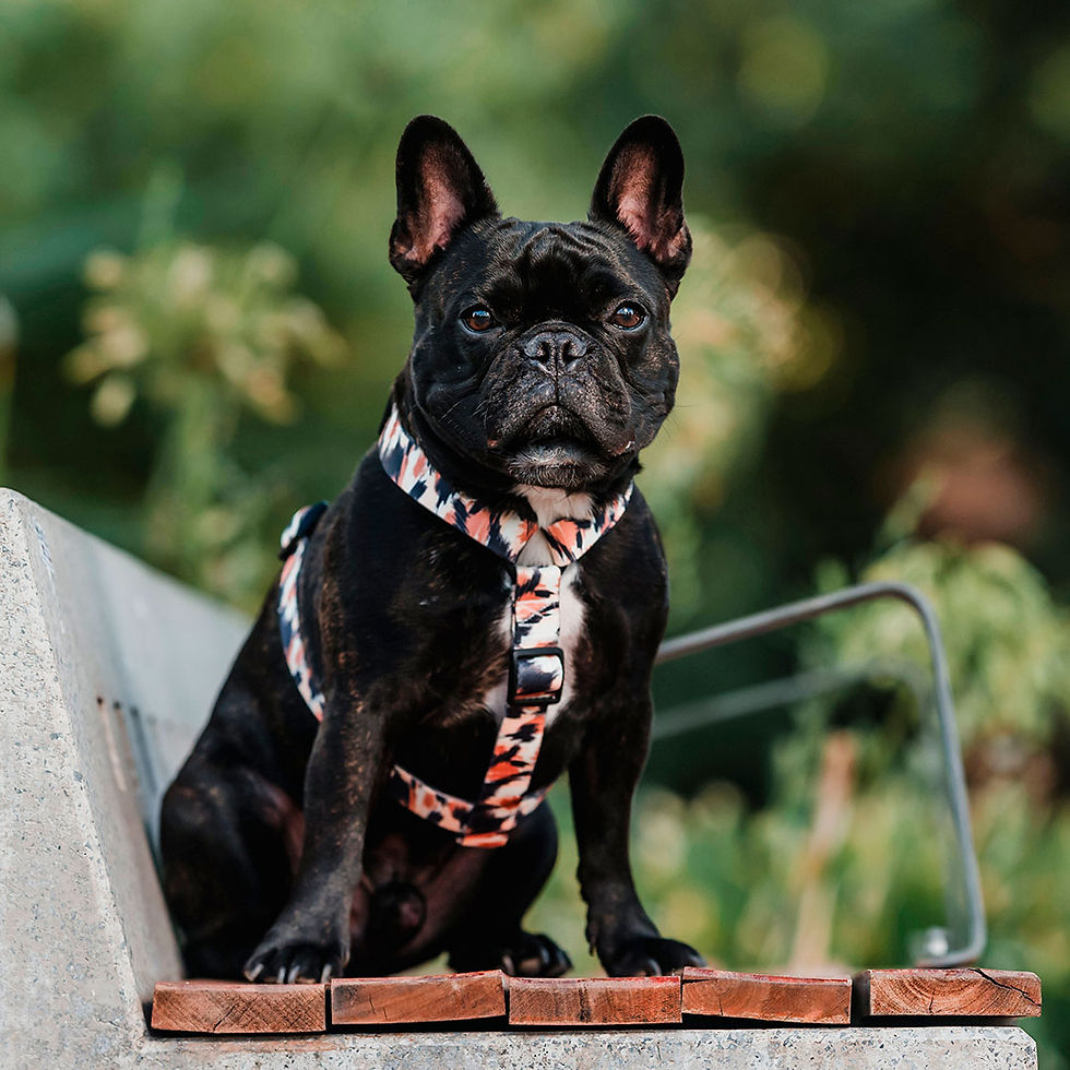 Miniatura: Arnés H para Perros y Gatos - Classic Leopard