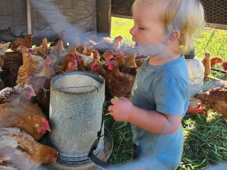 What Happens When a Region Loses Its Last Poultry Processor?