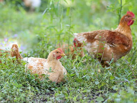 Why Rebuilding Poultry Processing Isn’t Simple