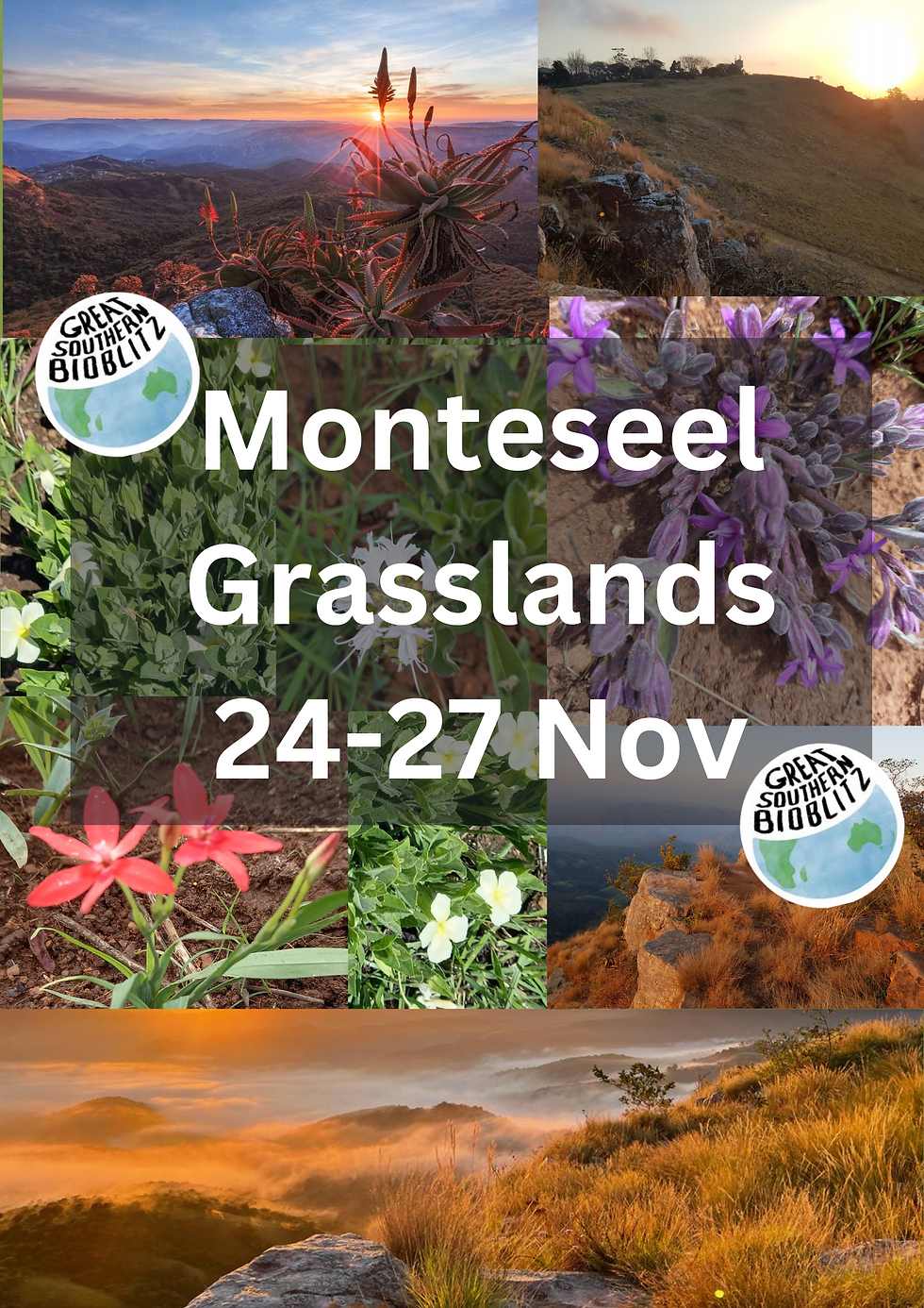 Monteseel Grasslands Bioblitzing